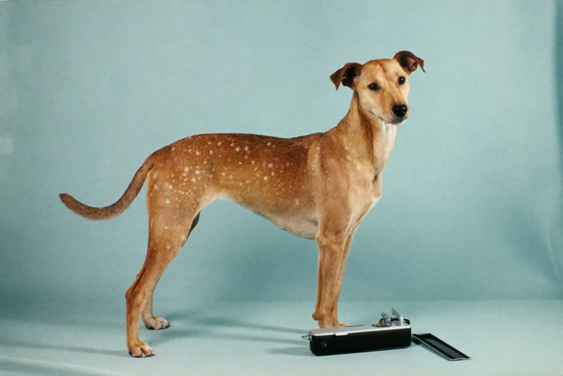 A calm dog standing beside grooming clippers and a comb