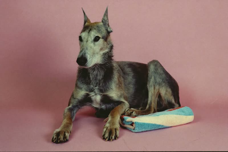 A relaxed wiry-coated dog resting beside a folded towel