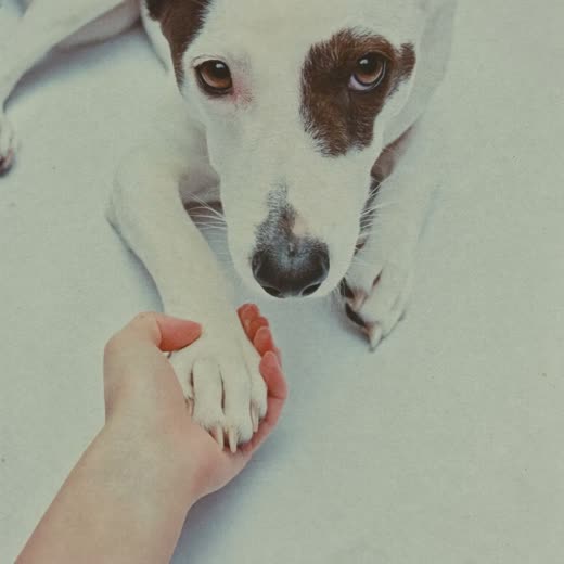 A dog's front paw with neatly trimmed nails