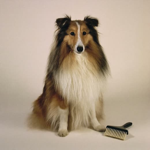 A long-haired dog with a brushed-out coat beside a grooming brush